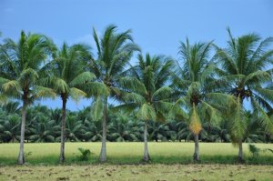 Dừa Việt Nam chất lượng nhất thế giới 