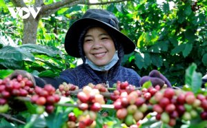 Th&aacute;ch thức v&agrave; cơ hội từ c&aacute;c quy định mới của EU trong sản xuất c&agrave; ph&ecirc;