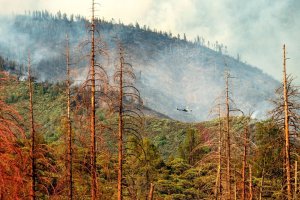 Chuyện g&igrave; xảy ra nếu c&acirc;y xanh kh&ocirc;ng c&ograve;n hấp thụ CO2?