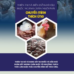 Thi&ecirc;n tai v&agrave; biến đổi kh&iacute; hậu buộc ng&agrave;nh chăn nu&ocirc;i phải chuyển m&igrave;nh th&iacute;ch ứng