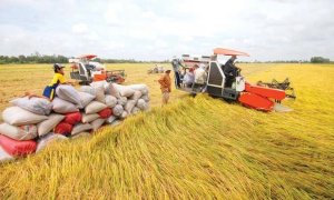 Trồng trọt g&oacute;p 50% tổng kim ngạch xuất khẩu của n&ocirc;ng nghiệp Việt Nam 