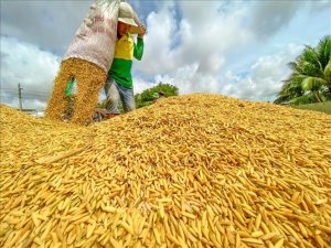 Sản xuất l&uacute;a vụ thu đ&ocirc;ng, vụ m&ugrave;a cơ bản đạt kế hoạch 
