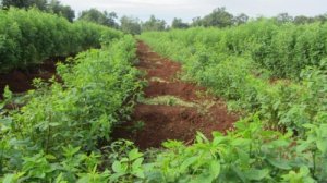 N&ocirc;ng nghiệp th&ocirc;ng minh cần c&aacute;ch tiếp cận th&ocirc;ng minh