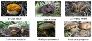 N&acirc;́m ngoại c&ocirc;̣ng sinh ăn được (Edible Ectomycorrhizal Mushrooms)