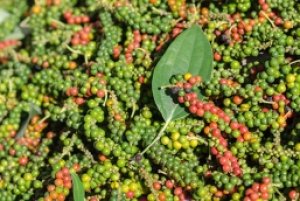 Thị trường hồ tiêu tháng 2/2024: Giá tiêu dự báo sẽ còn tăng trong thời gian tới