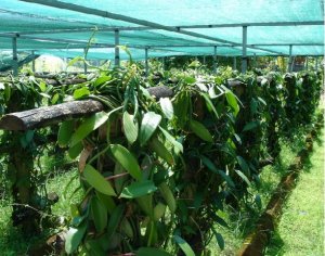 Tuần tin khoa học 498 (26/09-02/10/2016)