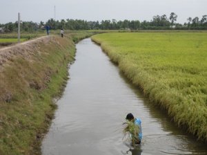 Phát triển thuốc trừ cỏ sinh học trong sản xuất hữu cơ 