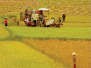 Nghi&ecirc;n cứu chuỗi gi&aacute; trị N&ocirc;ng sản: Một số cơ sở l&yacute; luận v&agrave; kinh nghiệm thực tiễn tr&ecirc;n thế giới, gợi &yacute; giải ph&aacute;p cho Việt Nam