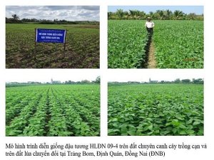 Nghi&ecirc;n cứu chọn tạo giống đậu tương cho v&ugrave;ng Đ&ocirc;ng Nam bộ v&agrave; Đồng bằng s&ocirc;ng Cửu Long