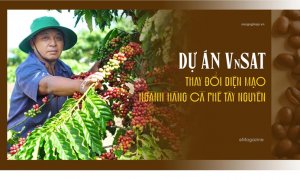 Dữ &aacute;n VnSAT thay đổi diện mạo ng&agrave;nh h&agrave;ng c&agrave; ph&ecirc; T&acirc;y Nguy&ecirc;n