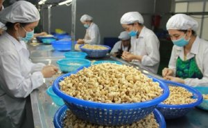 Cung hạn hẹp, cơ hội cho gi&aacute; xuất khẩu điều nh&acirc;n phục hồi 