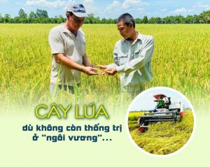 C&acirc;y l&uacute;a d&ugrave; kh&ocirc;ng c&ograve;n thống trị ở "ng&ocirc;i vương"&hellip;