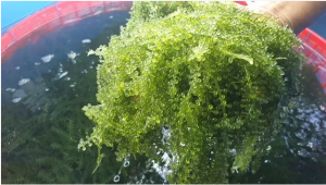 Chiếu xạ gi&uacute;p rong nho tăng cường khả năng chống oxy h&oacute;a 