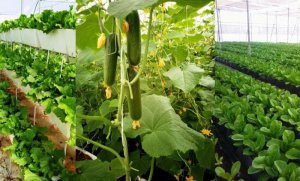 Mười xu hướng n&ocirc;ng nghiệp c&ocirc;ng nghệ cao ở Ấn Độ