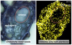 C&aacute;c nh&agrave; khoa học kh&aacute;m ph&aacute; ra c&aacute;ch ti&ecirc;u diệt cỏ dại hiệu quả