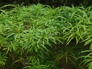 Nghi&ecirc;n cứu ảnh hưởng của chế phẩm nấm rễ cộng sinh Arbuscular Mycorriza Fungi (AMF) đến sinh trưởng, ph&aacute;t triển c&acirc;y đinh lăng tại Gia L&acirc;m &ndash; H&agrave; Nội