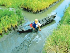 Ảnh hưởng của c&aacute;c biện ph&aacute;p rửa mặn đến chất lượng đất, nước v&agrave; năng suất l&uacute;a tr&ecirc;n đất canh t&aacute;c t&ocirc;m-l&uacute;a ở huyện Phước Long, tỉnh Bạc Li&ecirc;u