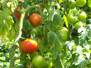Khả năng kh&aacute;ng nấm Fusarium solani g&acirc;y thối quả c&agrave; chua sau thu hoạch của nanochitosan