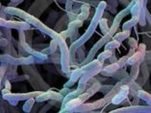 Tuyển chọn một số chủng vi sinh c&oacute; khả năng ph&acirc;n hủy nhanh cypermethrin trong m&ocirc;i trường nước nhiễm mặn
