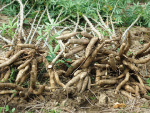 Nghi&ecirc;n cứu hệ thống t&aacute;i sinh c&acirc;y sắn (Manihot esculenta crantz) th&ocirc;ng qua ph&ocirc;i soma từ l&aacute; chưa trưởng th&agrave;nh 
