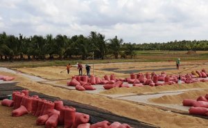 Sản lượng l&uacute;a h&egrave; thu ở Nam bộ tăng cao, đạt hơn 9,1 triệu tấn