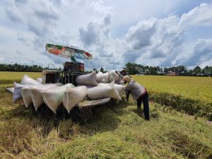 Ph&aacute;t triển ng&agrave;nh l&uacute;a gạo: &ocirc;m trọn g&oacute;i hay n&ecirc;n ph&acirc;n vai?