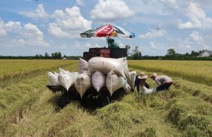 Sau kỷ lục xuất khẩu, l&uacute;a gạo lao dốc ngay đầu năm