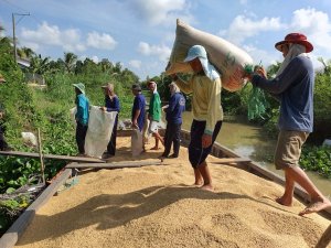 Cuộc chuyển dịch của hạt gạo Việt: ph&iacute;a sau việc &lsquo;định h&igrave;nh&rsquo; ph&acirc;n kh&uacute;c mới