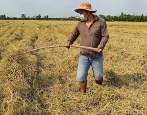 Điện sinh khối: tiềm năng ph&aacute;t triển v&agrave; th&aacute;ch thức về gi&aacute; nguy&ecirc;n liệu