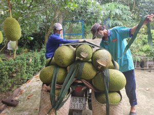 Cơ giới ho&aacute; trong lĩnh vực c&acirc;y ăn tr&aacute;i vẫn c&ograve;n yếu