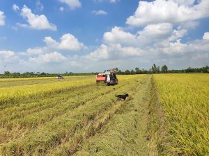 Khắc phục &lsquo;khiếm khuyết&rsquo; m&ocirc; h&igrave;nh c&aacute;nh đồng lớn để ph&aacute;t triển 1 triệu h&eacute;c ta l&uacute;a chất lượng cao