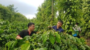 Tăng trưởng xanh: Tiền đề để ph&aacute;t triển bền vững