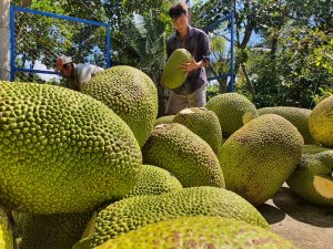 Triển vọng xuất khẩu của tr&aacute;i c&acirc;y Việt Nam
