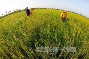 Giải ph&aacute;p d&agrave;i hạn với ch&iacute;nh s&aacute;ch ph&aacute;t triển l&uacute;a gạo Th&aacute;i Lan