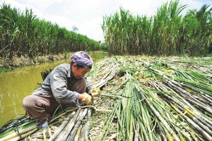 Ph&aacute;t triển bền vững ng&agrave;nh m&iacute;a đường: Cần ổn định v&ugrave;ng nguy&ecirc;n liệu