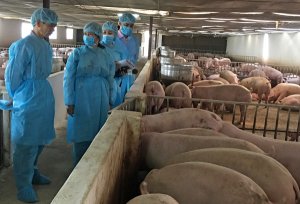 Muốn xuất khẩu sản phẩm chăn nu&ocirc;i: Phải đạt chuẩn của OIE