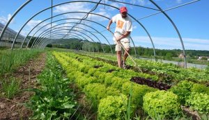 Canh t&aacute;c hữu cơ: "B&iacute; k&iacute;p" th&aacute;ch thức thời tiết của n&ocirc;ng d&acirc;n Ấn Độ