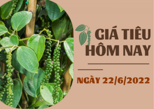 Gi&aacute; ti&ecirc;u h&ocirc;m 22/6: Giảm 500 - 1.000 đồng/kg; cao su kỳ hạn tiếp đ&agrave; giảm
