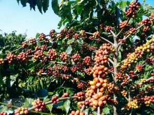 Nghi&ecirc;n cứu thực trạng sử dụng ph&acirc;n đạm, l&acirc;n, kali v&agrave; lưu huỳnh cho c&agrave; ph&ecirc; vối ở tỉnh L&acirc;m Đồng