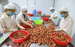 Để xuất khẩu rau quả bền vững: Am hiểu v&agrave; tu&acirc;n thủ quy định của từng thị trường