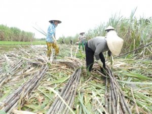 Nước đ&atilde; đến ch&acirc;n, ng&agrave;nh m&iacute;a đường bắt đầu `nếm vị đắng` của ATIGA
