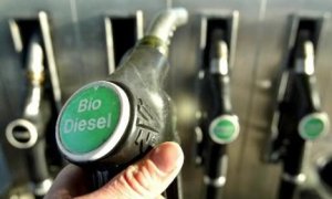 Cuba bắt đầu th&iacute; điểm sản xuất diesel sinh học từ c&acirc;y cọc r&agrave;o
