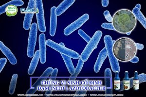 Tối ưu h&oacute;a một số th&agrave;nh phần dinh dưỡng trong m&ocirc;i trường l&ecirc;n men ch&igrave;m nh&acirc;n sinh khối chủng Azotobacter chroococcum