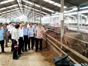 Chăn nu&ocirc;i đại gia s&uacute;c: Xu hướng chủ đạo của ng&agrave;nh chăn nu&ocirc;i trong 10 năm tới