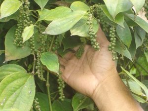 Gi&aacute; ti&ecirc;u h&ocirc;m 30/10 v&agrave; tổng kết tuần qua: Giảm 1.000 đồng/kg tại c&aacute;c v&ugrave;ng trồng