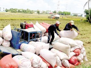 Gi&aacute; l&uacute;a gạo h&ocirc;m nay 24/11: Nguồn cung khan hiếm đẩy gi&aacute; gạo tăng cao