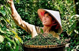 Xuất khẩu hồ ti&ecirc;u khởi sắc nhưng vẫn lo về gi&aacute;