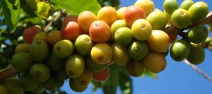 TT c&agrave; ph&ecirc; ng&agrave;y 26/5: S&agrave;n giao dịch thế giới trầm lắng do nghỉ lễ