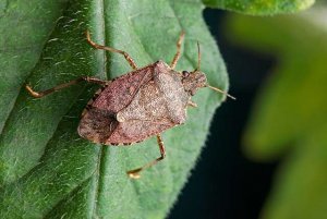 Nghi&ecirc;n cứu thuốc trừ s&acirc;u sinh học th&acirc;n thiện với m&ocirc;i trường