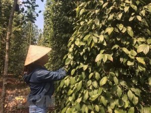 Hướng đi mới cho hồ ti&ecirc;u Việt Nam 